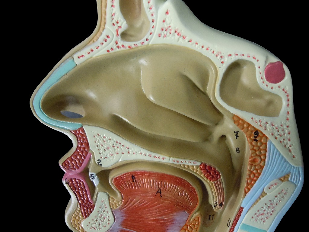 貨物輸送無料 人体パターン 鼻 マウス 喉 喉頭セクション 中ごろ断面模型 実物広い Biscochohaus Com