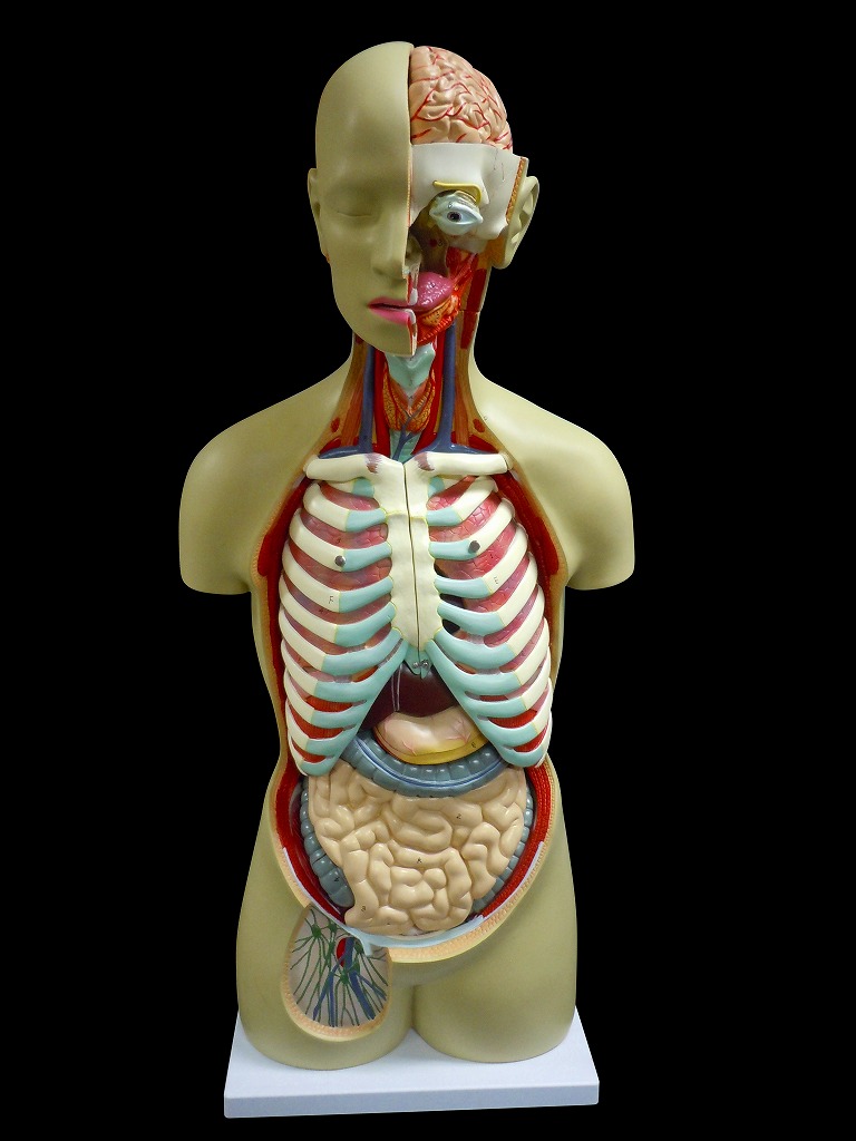 人体模型 内臓模型 臓器 消化器 生殖器 心臓 胃 トルソー アルティメット 等身大 第一ネット