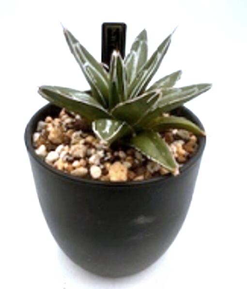 楽天市場】多肉植物 アガベ 王妃笹の雪 B型 2.5号ポット苗 : やましち