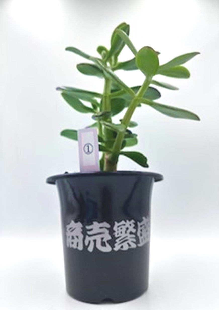 楽天市場】【閉店セール特価】 富と財産の象徴 富貴樹 開運飾り 開運