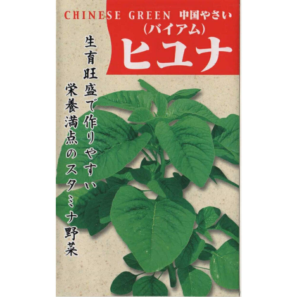 【冷蔵便】芥蓝/芥藍/カイラン/カナー/朝採り/千葉県産/約3kg入 Amazon.co.jp: 日光種苗 カイラン（芥藍）のタネ ［1852］ : DIY