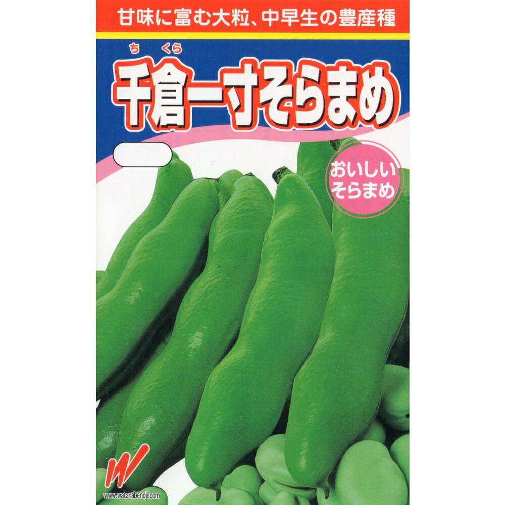 楽天市場】千倉一寸(全日本そ菜原種審査会 1等特別賞受賞) 1L そらまめ