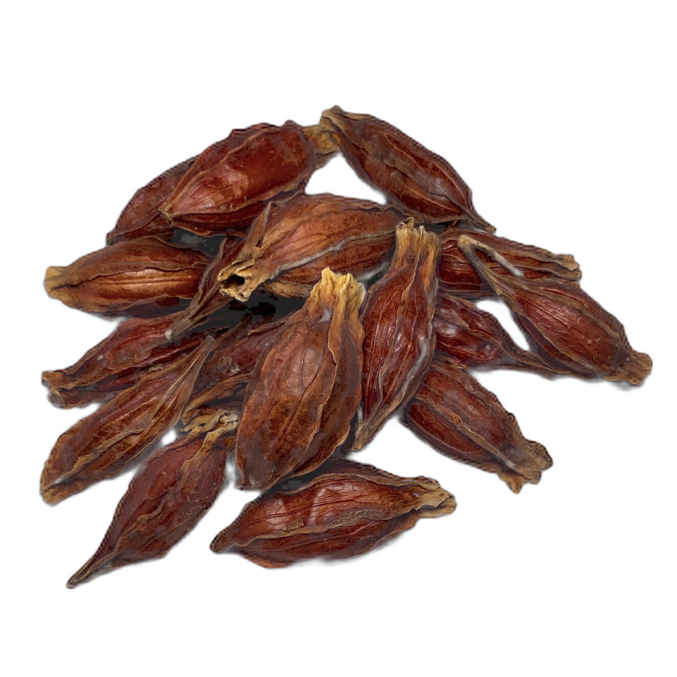 楽天市場】クチナシ 原形 くちなし 梔子 巵子 支子 センプク せんぷく