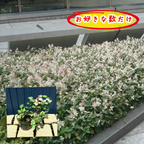 楽天市場 ハツユキカズラ 苗 初雪カズラ はつゆきかづら ポット苗 苗木 植木 花木 庭木 生垣 目隠し グランドカバー カラーリーフ 紅葉 寄せ植え つる性 常緑樹 低木 苗木の専門店 グリーンでｇｏ