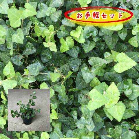 楽天市場 肥料プレゼント ヘデラ サーク アイビー ハート アイビー 9 0cmポット ｐセット 苗 緑の空 Sora