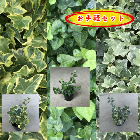 送料無料 ヘデラ ヘリックス アイビー 3種類 各1p グリーン 黄斑 ゴールデンチャイルド グレーシャ 苗 白斑 サーク 9 0cmポット 3pセット 翌日発送可能 ハート型アイビー 送料無料 ヘデラ ヘリックス アイビー 3種類 各1p グリーン 黄斑 ゴールデンチャイルド グレーシャ 苗 白斑 サーク 9 0cmポット 3pセット 翌日発送可能 ハート型アイビー