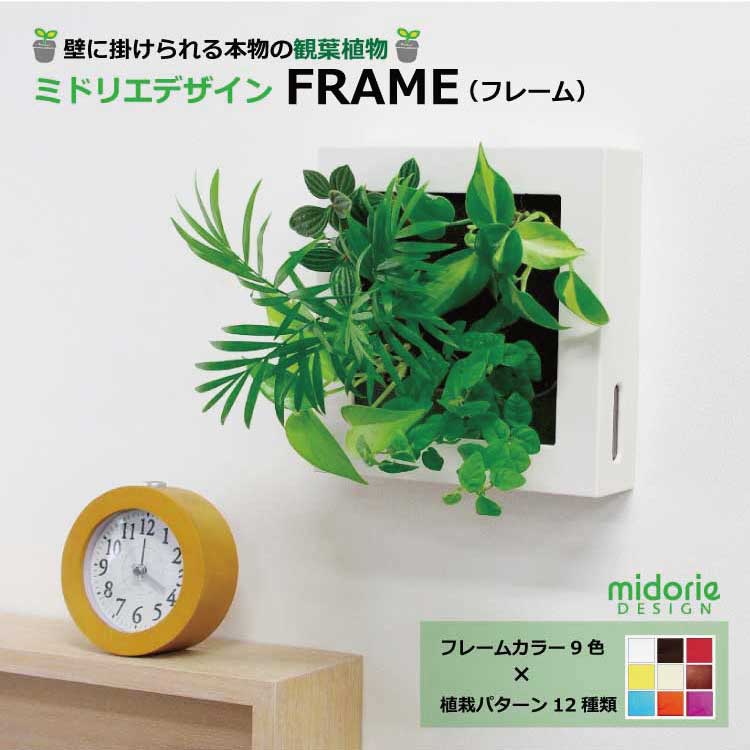 壁掛け 土に代わる パフカル 観葉植物 ミドリエ デザイン Frame スクエア 9色 Francophile Dk