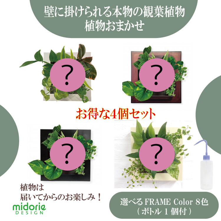 【公式】4個で割引 お得な植栽お任せセット 壁掛け 観葉植物 ミドリエデザイン FRAME 選べるカラー