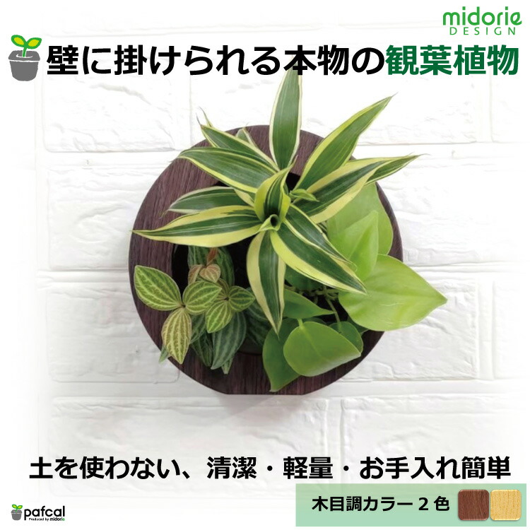 激安通販ショッピング 送料無料 壁掛け観葉植物 ミドリエ デザイン 木目調フレーム 樹脂製 Thisissesame Com