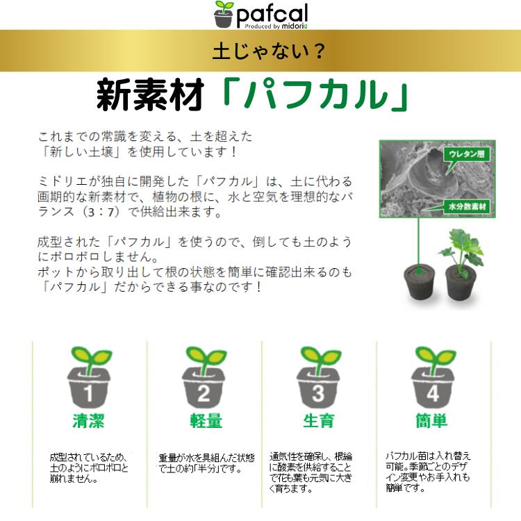 ミドリエ 青写真 選べるeasy Pot イージーポット 下側水ポット ポット12類 と選べる3サイズ苗 Foxunivers Com