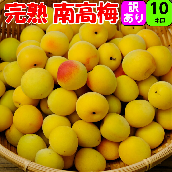 かわいい~!」 青秀品 南高梅 完熟 3L 2L Lサイズ 10kg 送料無料本場 和歌山産 紀州産 梅 うめ 梅干のブランド 大玉 中玉 大粒 梅干し用 枝や葉などでスレや 傷は入っています かわいい~!」 青秀品 南高梅 完熟 3L 2L Lサイズ 10kg 送料無料本場 和歌山産 紀州産 梅 うめ 梅干のブランド 大玉 中玉 大粒 梅干し用 枝や葉などでスレや 傷は入っています