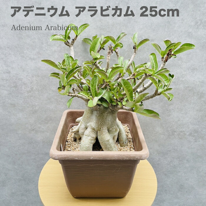 楽天市場】現品 アデニウム アラビカム 大型株 高さ25cm 10号鉢 砂漠のバラ 多肉植物 塊根植物 コーデックス 盆栽 観葉植物 アラビクム  おしゃれでかわいい ギフト 置物 プレゼント インテリア 贈り物 大きい 部屋 室内 リビング 玄関 ベランダ テレビ横 : クラピア・観葉 ...