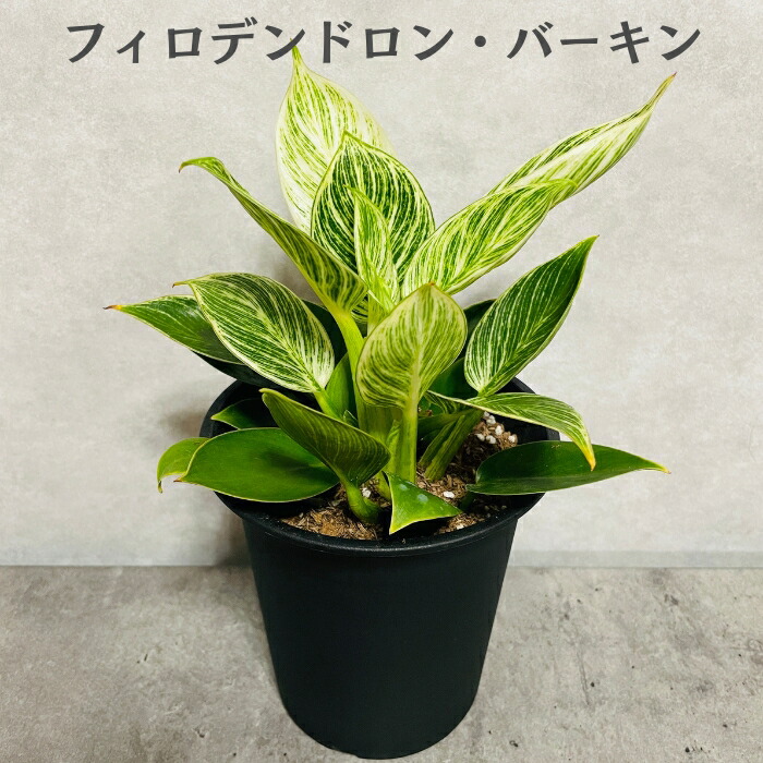 楽天市場】【バーキン】☆ 希少 フィロデンドロン 斑入り 観葉