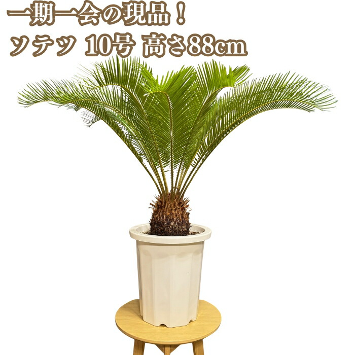 ソテツ約80cm 健康的な根付き 楽天市場】蘇鉄 (ソテツ) 80cm Good Style 大苗 観葉植物 : 苗木部