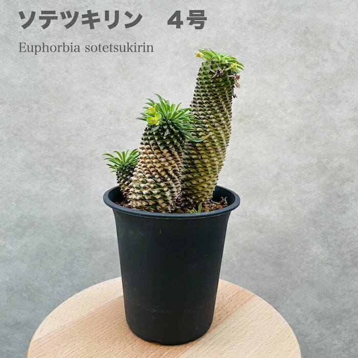 楽天市場】観葉植物 ユーフォルビア ソテツキリン 5号鉢 パイナップルコーン 蘇鉄麒麟 多肉植物 おしゃれな室内インテリア 結婚祝い 新築祝い 開店  開業祝い 誕生日 母の日 父の日 記念日 敬老の日 部屋 リビング 玄関 ベランダ プレゼント ギフト テレビ横 : クラピア ...