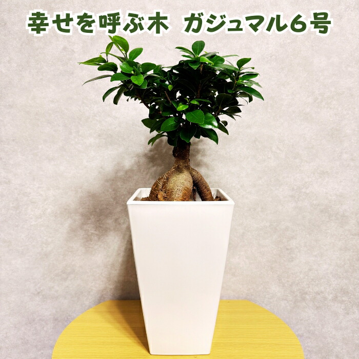 ガジュマル はなのまめ / ガジュマル（Ficus microcarpa)＊三つ足ポットBK