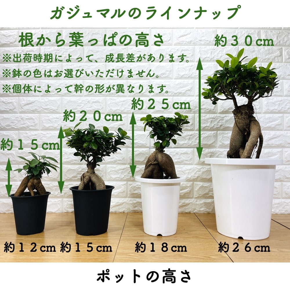 ガジュマル 観葉植物 8号鉢苗 大型 盆栽 多幸の木 幸福をもたらす精霊が住むガジュマルの木 おしゃれな室内インテリア 結婚祝い 新築祝い 開店祝い  開業祝い 誕生日 母の日 父の日 記念日 プレゼントギフト 肥料別売り 敬老の日 日本人気超絶の