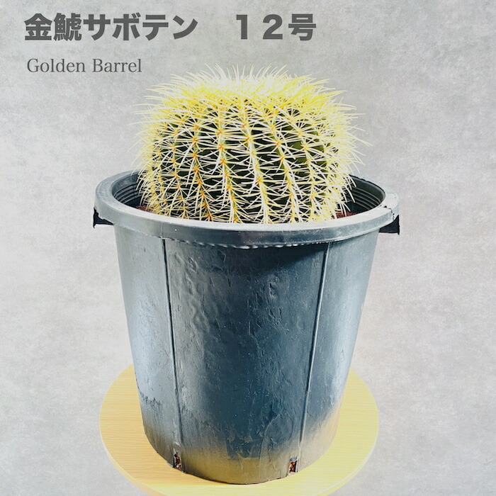 【あすつく】 楽天市場】サボテンの王様 金鯱 多肉植物 観葉植物 大型 8号鉢 サボテン