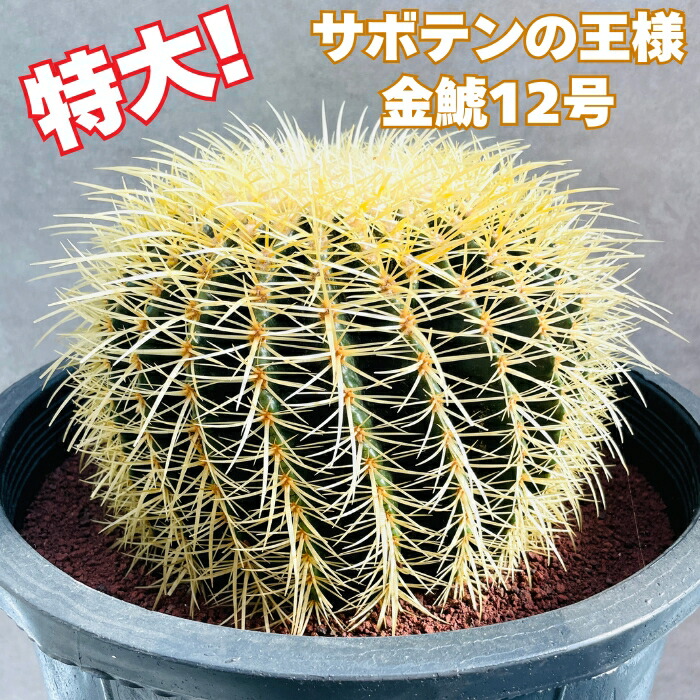 楽天市場】観葉植物/サボテンの王様：金シャチ（キンシャチ・金鯱）12