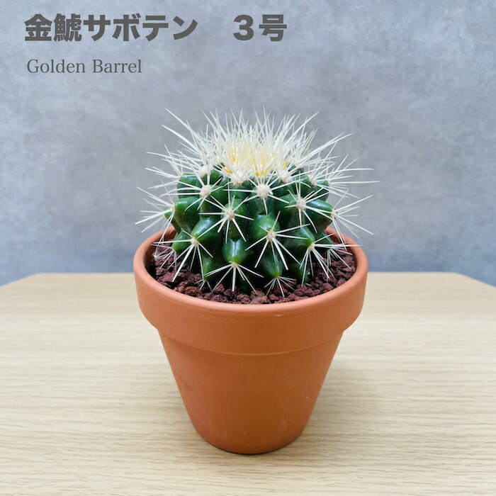 Junichi Fujiwara サボテン 金鯱　 直径約30から32cm サボテンの王様 金鯱 8号鉢 大型 観葉植物 多肉植物 金シャチ