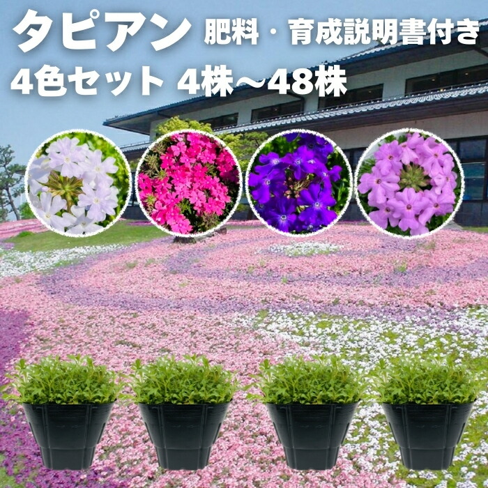 【レビュー特典付】 タピアン 4色セット 4株 / 12株 / 24株 / 48株 9cmポット苗 肥料付き 3号 バーベナ属 サントリーフラワーズ グランドカバー 雑草対策｜クラピア・観葉植物専門店ミドリス
