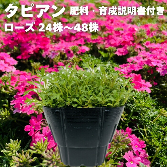 タピアン ローズ 24株 / 48株 9cmポット苗 肥料付き 3号 バーベナ属 サントリーフラワーズ グランドカバー 雑草対策 多年草 宿根草｜クラピア・観葉植物専門店ミドリス