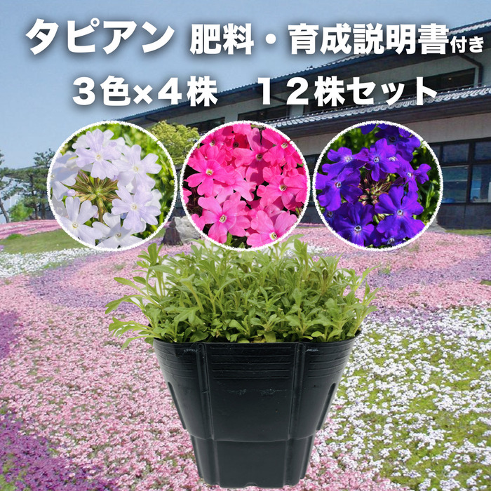 楽天市場】【レビュー特典あり】 高品質 芝桜 スプラータピンク ９cm