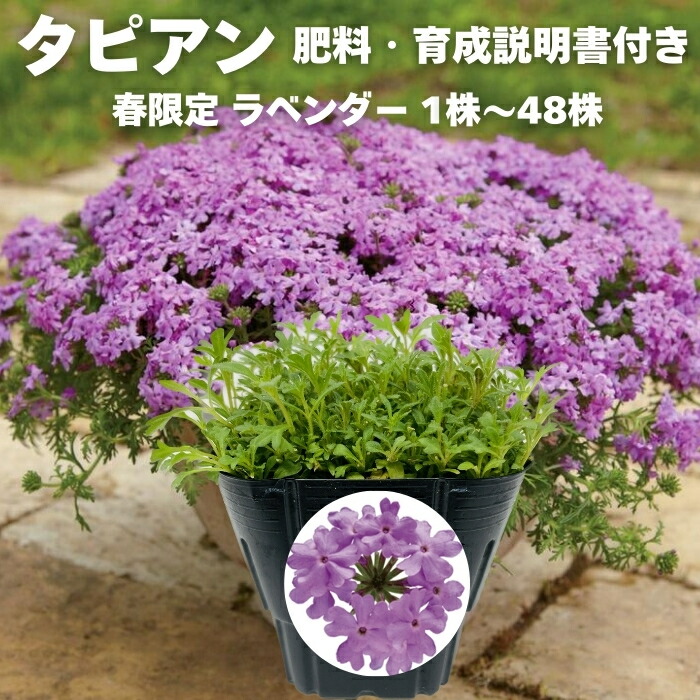今めかしいな鉢50類概念！超大型～中型まで真四角・矩形・丸型など室外室内別に厳選
