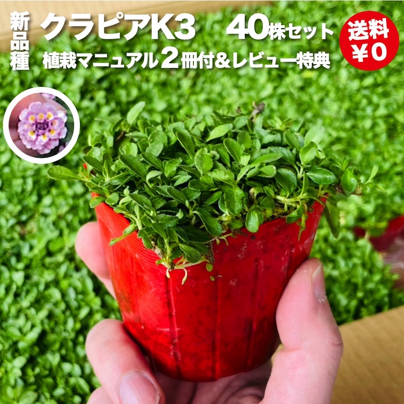 楽天市場】【レビュー特典あり】 高品質 芝桜 スプラータピンク ９cm