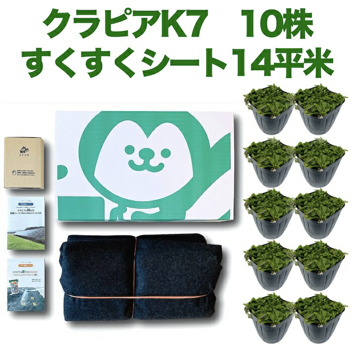 【レビュー特典あり】 クラピアK7(白) ポット苗10株 すくすくシート14平米+J字型ピン100本 肥料 活力剤2種、完全植栽マニュアル2種付き クラピア 芝桜 雑草対策 グランドカバー マルチング イワダレソウ(改良種)|クラピア・観葉植物専門店ミドリス