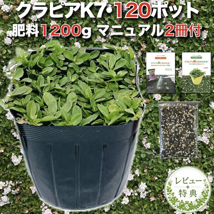 【肥料プレゼント中】 クラピア K7 白品種 9cmポット苗 120鉢セット 有機入り一発果菜肥料1200g付き 植栽マニュアル付き グランドカバー 植物 イワダレソウ改良種 白い花 プランツ 庭 屋上 緑化 K5と同程度の耐寒性 多年草 地被植物 ほふく性 下草 背が低い｜クラピア・観葉植物専門店ミドリス