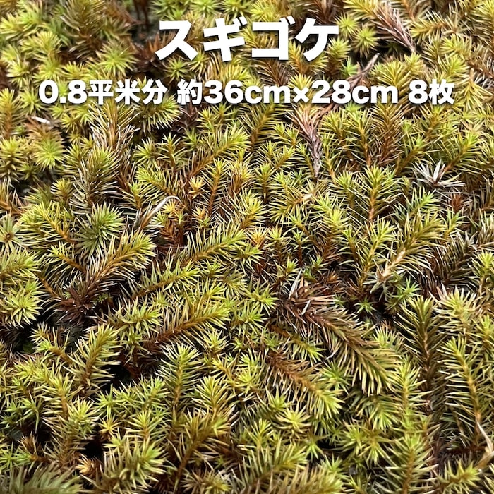 楽天市場】スギゴケ 杉苔 約0.8平米分 36cm×27cm 8枚入り 苔