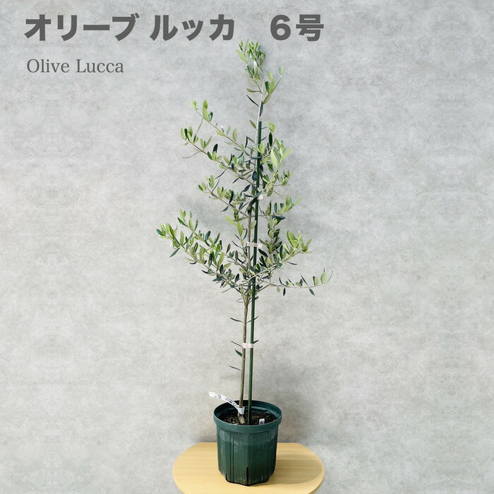 オリーブの木　創樹ルッカ　7号 創樹オリーブ ルッカ 7号サイズ – orsow
