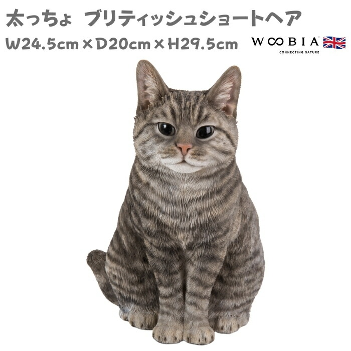 楽天市場】お座りブリティッシュショートヘアー 本物そっくり