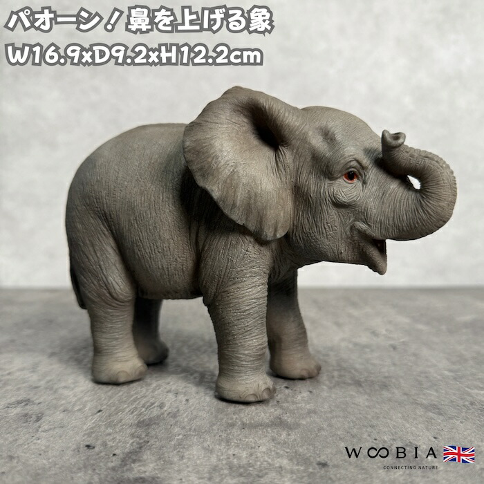 楽天市場】鼻を上げるゾウ（特大） 95 x 43 x 68 cm (幅x奥x高)本物