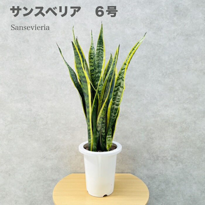 ソテツ大株 緑色 羽状葉 白色鉢 ソテツ大株 緑色 羽状葉