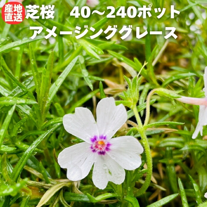 今めかしいな鉢50類概念！超大型～中型まで真四角・矩形・丸型など室外室内別に厳選