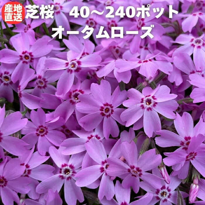 今めかしいな鉢50類概念！超大型～中型まで真四角・矩形・丸型など室外室内別に厳選