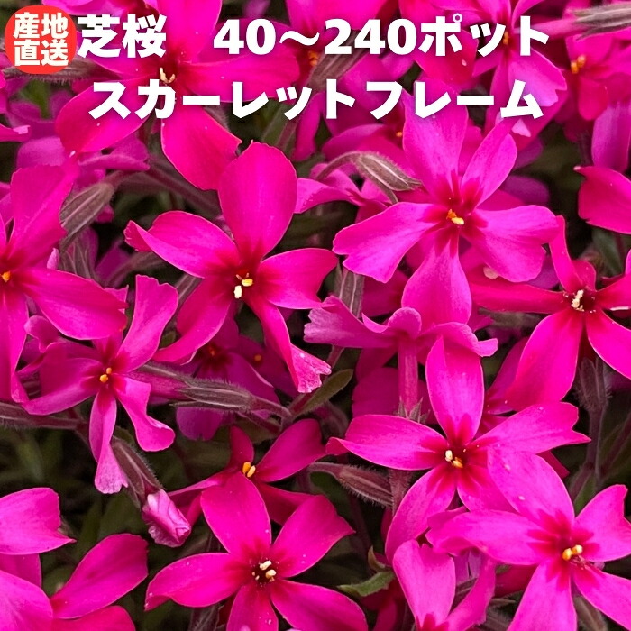 今めかしいな鉢50類概念！超大型～中型まで真四角・矩形・丸型など露天室内別に厳選