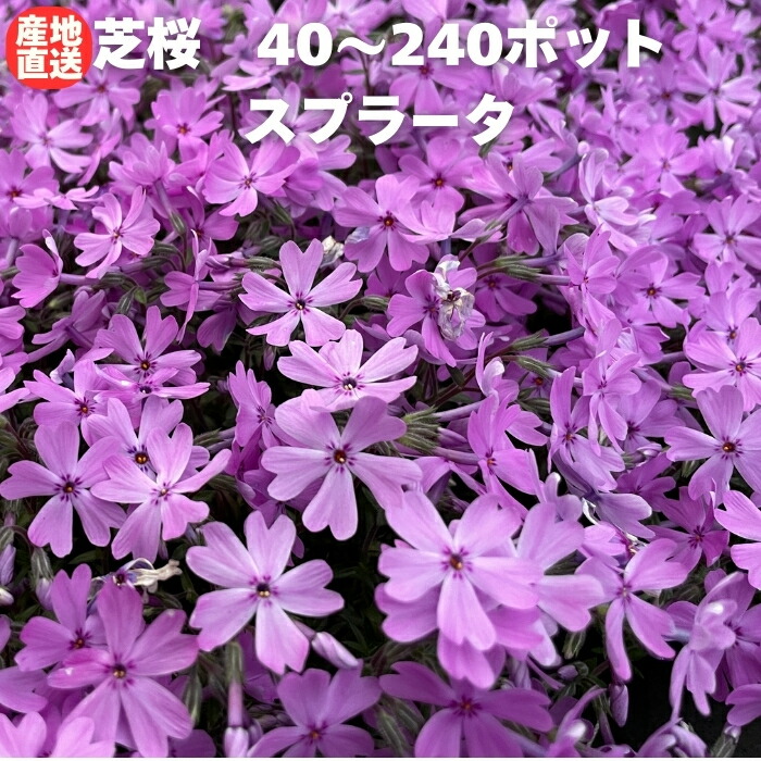 【レビュー特典あり】 芝桜 苗 スプラータ 40株 / 80株 / 160株 / 240株 セット ピンクの花 桃色 品種 9cmポット シバザクラ グランドカバー ほふく性 種類 おしゃれな花のグランドカバープランツ 多年草 下草 宿根草 高耐寒性 地被植物 スブラータ|クラピア・観葉植物専門店ミドリス