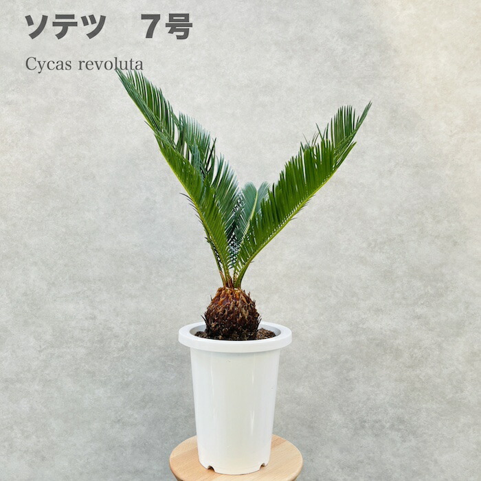 楽天市場】母の日プレゼントカード付き 観葉植物 ソテツ 蘇鉄 8