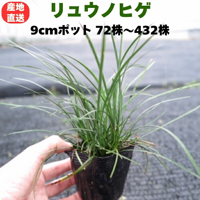 リュウノヒゲ 9cmポット 苗 72株 / 144株 / 216株 / 288株 / 360株 / 432株 グランドカバー 常緑多年草 産地直送 竜のひげ 龍の髭 ジャノヒゲ 和風庭園 日陰 下草 縁取り 庭木 生け垣 アプローチ｜クラピア・観葉植物専門店ミドリス