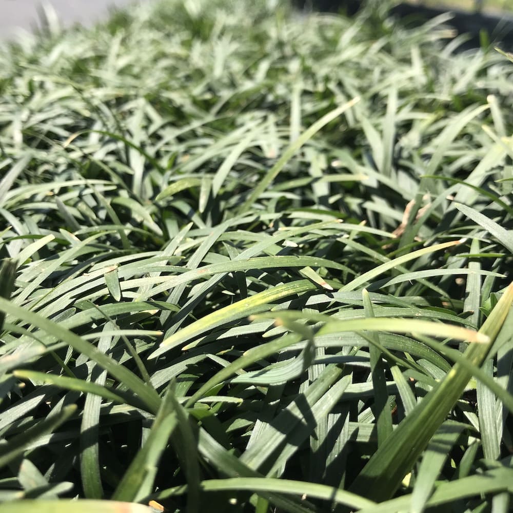 レビュー特典あり タマリュウ 玉竜 ポットタイプ 00ポット 約 平米から 平米分 産地直送 グランドカバー送料無料 竜のヒゲ リュウノヒゲ Kanal9tv Com