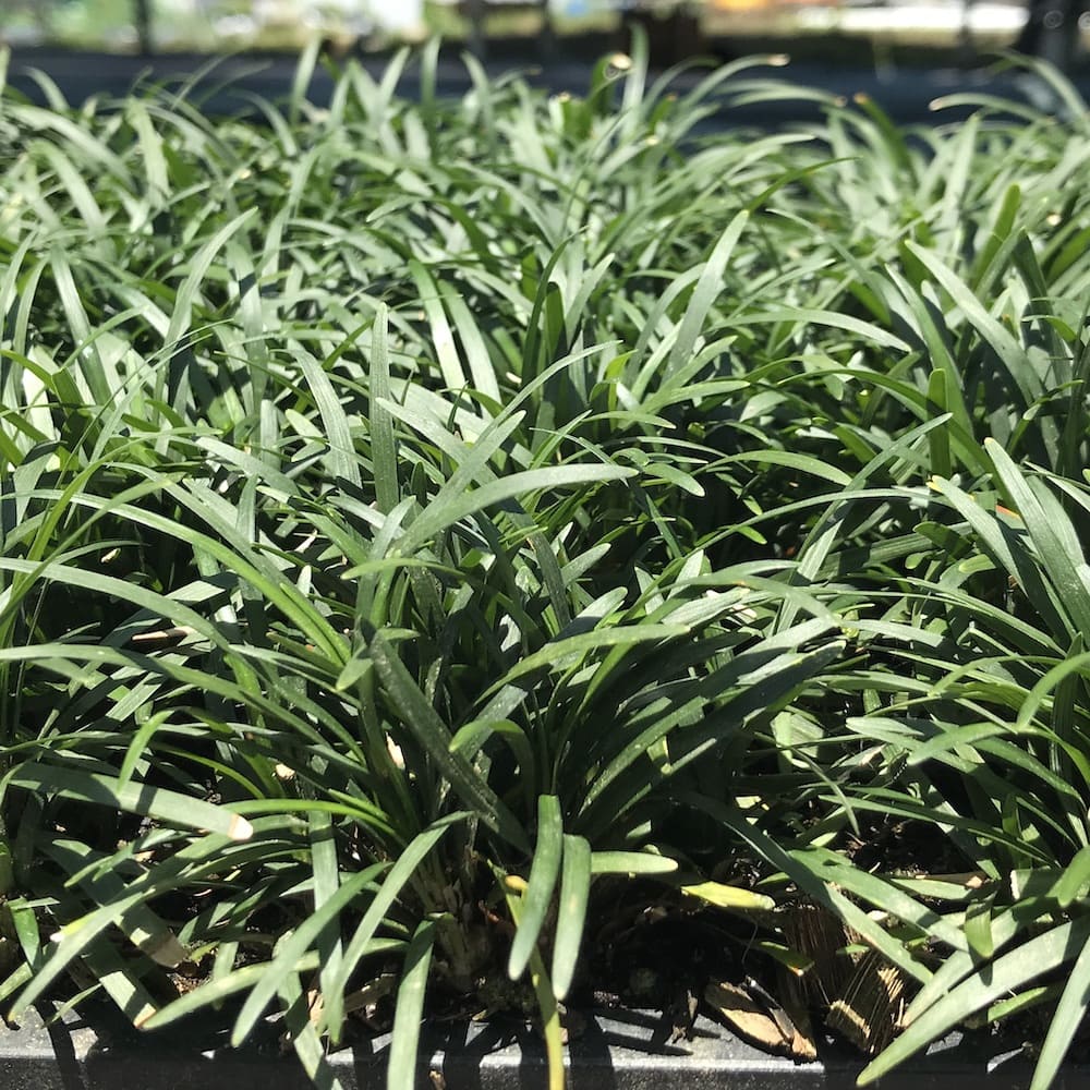 レビュー特典あり タマリュウ 玉竜 ポットタイプ 00ポット 約 平米から 平米分 産地直送 グランドカバー送料無料 竜のヒゲ リュウノヒゲ Kanal9tv Com