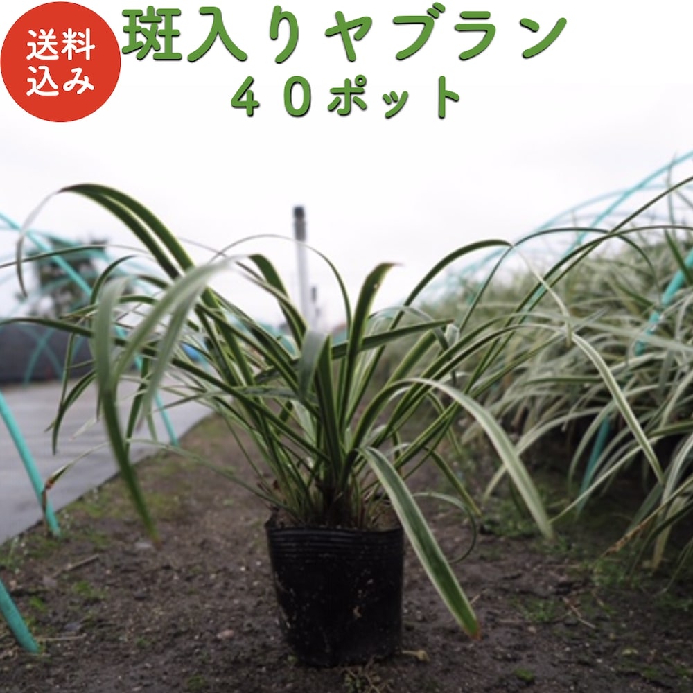 楽天市場】リュウノヒゲ 9cmポット苗 72株 グランドカバー 常緑 多年草 竜のひげ 龍の髭 ジャノヒゲ 植木 庭木 生け垣 下草 産地直送  グランドカバープランツ 和風 : クラピア・観葉植物専門店ミドリス