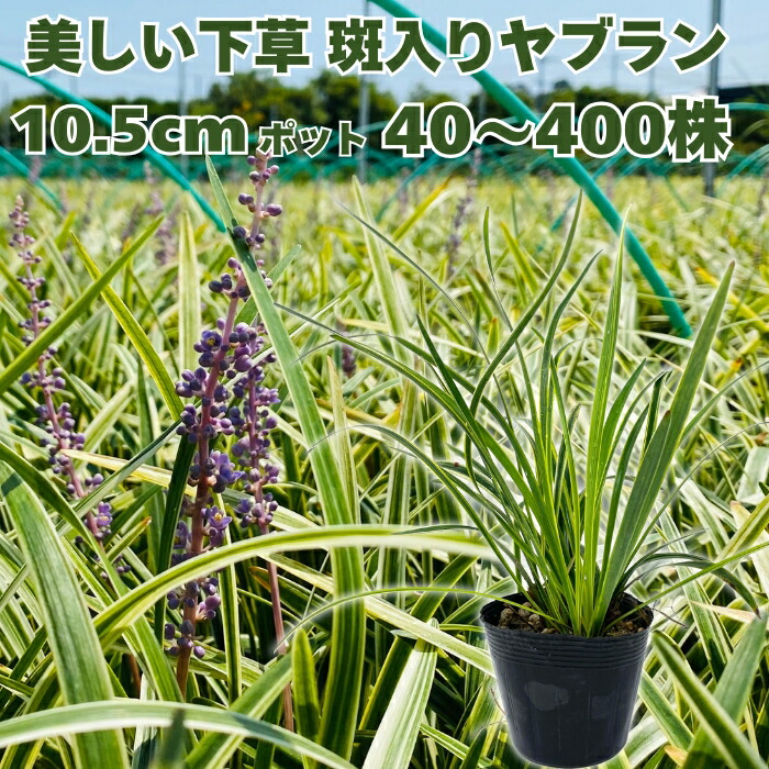 斑入りヤブラン 苗 10.5cmポット 40株/56株/80株/112株/120株/160株/168株/200株/400株 グランドカバー 常緑多年草 下草 半日陰 シェードガーデン 雑草抑制 和風庭園 紫花 やぶらん フイリヤブラン 斑入り種 庭木根元 北側 ガーデニング グラウンドカバー｜クラピア・観葉植物専門店ミドリス