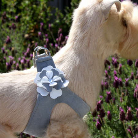 ★Susan Lanci/スーザンランシー★Special Occasions Harness(プラチナ) スワロフスキ付きペット用ハーネス