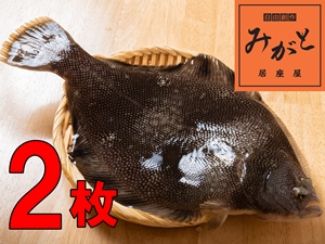 送料無料 マツカワカレイ 青森県産 刺身 焼き魚 煮魚 唐揚げ 漬け 海鮮丼 外ヶ浜町 活締め 正規品新品未使用品