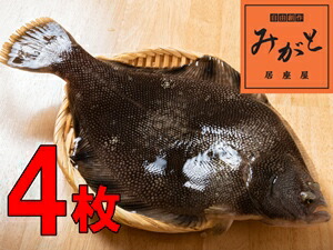 楽天市場 送料無料 マツカワカレイ 青森県産 刺身 焼き魚 煮魚 唐揚げ 漬け 海鮮丼 外ヶ浜町 活締め 自由創作みがと居座屋 楽天市場店