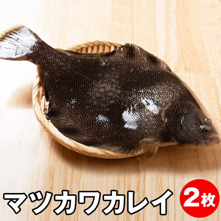 楽天市場】送料無料 マツカワカレイ 青森県産 刺身 焼き魚 煮魚 唐揚げ